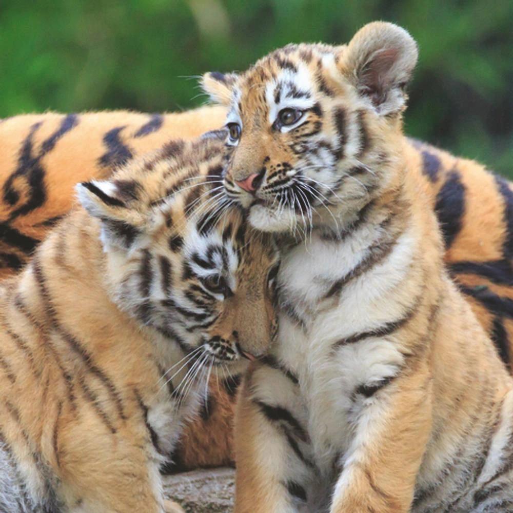 Ravensburger Puzzel Wildlife 3 X 49 3 Ravensburger Puzzel Wildlife 3 X 49 - Afbeelding 3