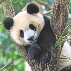 Ravensburger Puzzel Wildlife 3 X 49 8 Ravensburger Puzzel Wildlife 3 X 49 -Spellen Speelgoed Winkel 1995566 f83b179b